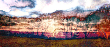 The Pasture